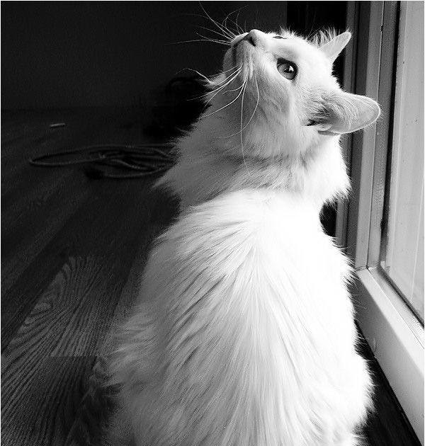 NETWORK 4 FUN: Some Black And White Precious Moments Pictures Collection
