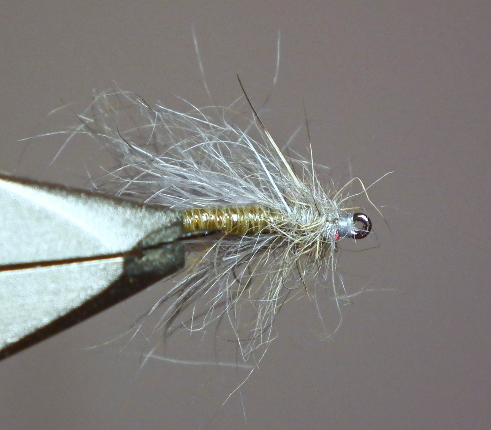 The African Fly Angler Snowshoe Caddis