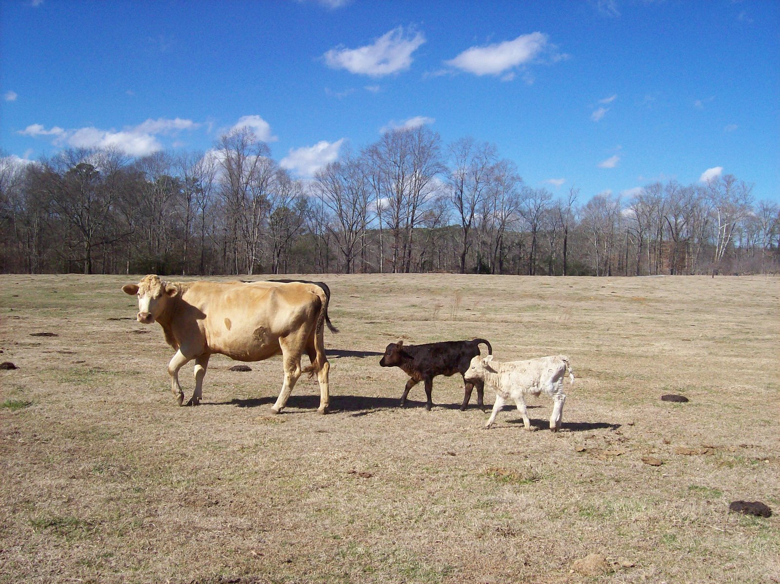 [boys+in+the+sunshine,+feeding+cows+009.JPG]