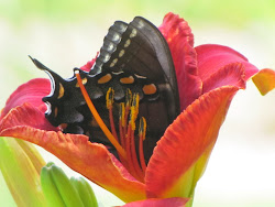 As I was photographing lilies one day, I was delighted to find this black tiger swallowtail sipping