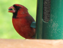 Cardinal - one of the many birds that eat from our feeders!