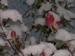 Roses Overtaken with Snow