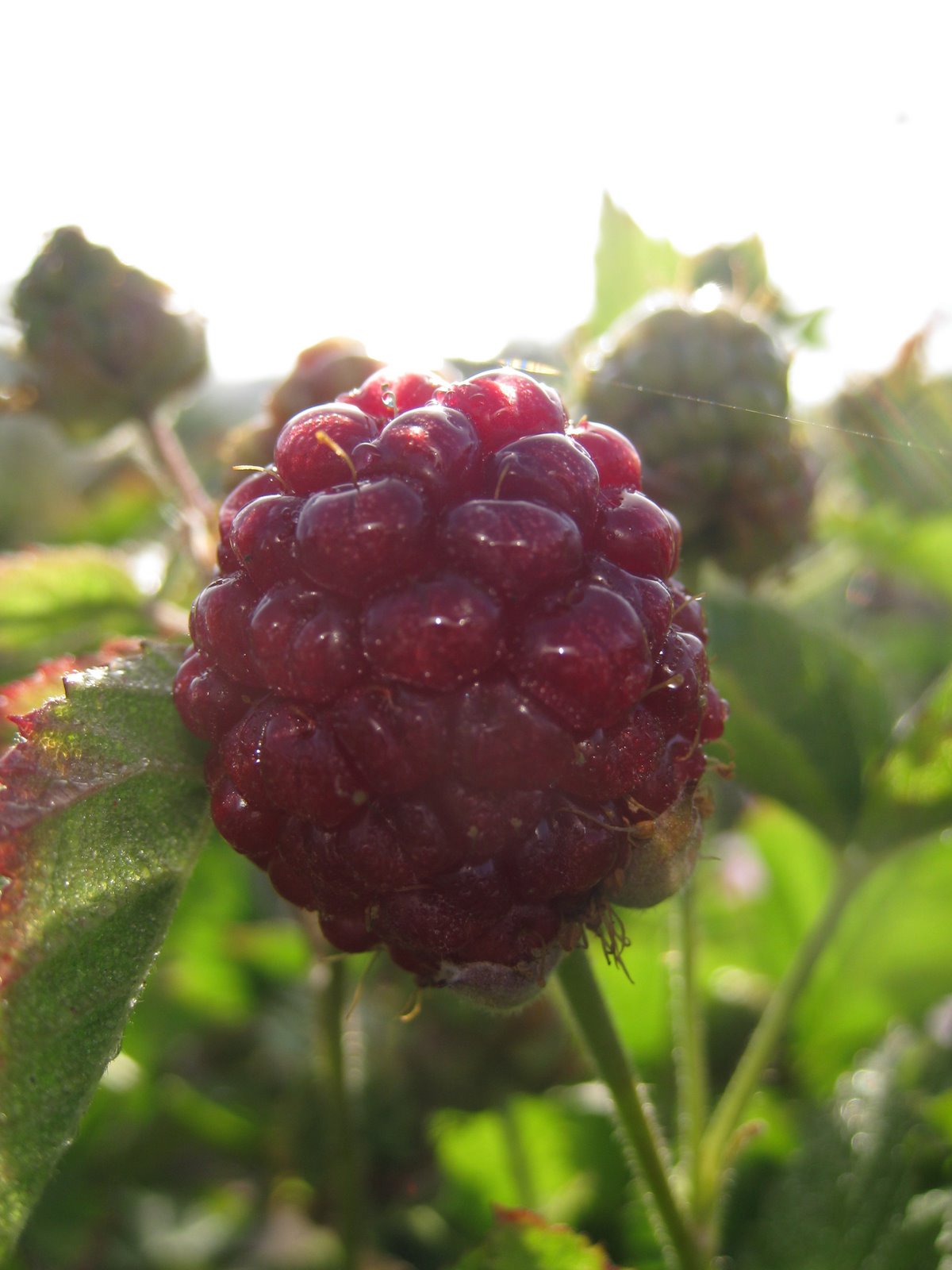 Arugula Too Thornless boysenberry ripening