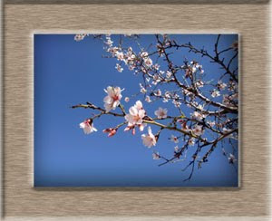 almendros en flor