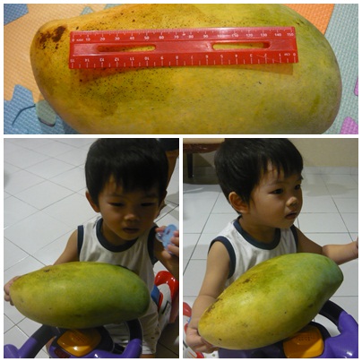 [Mango.jpg]