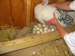 chickens chicken eggs laying coop hens boxes trees poultrybookstore official
