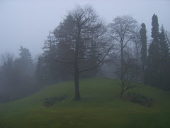 TREES IN THE MIST