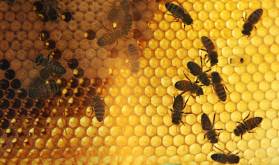 My Weeds Are Very Sorry