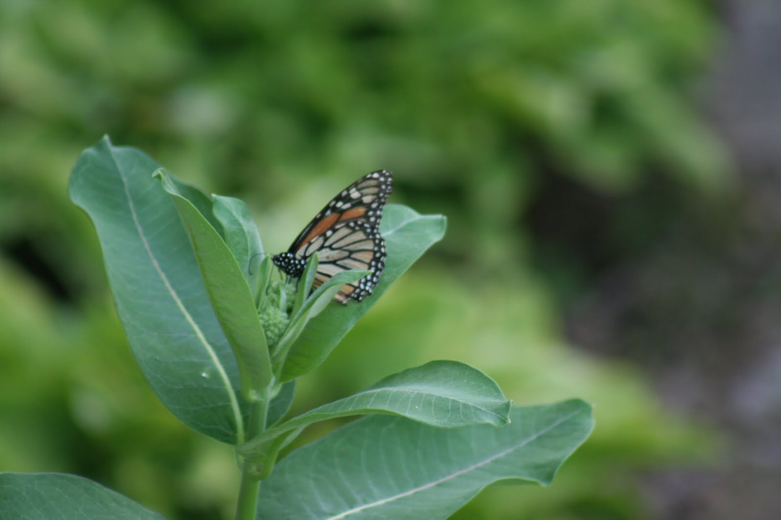 Sunshine in the House Hatching Monarch Butterflies at Home