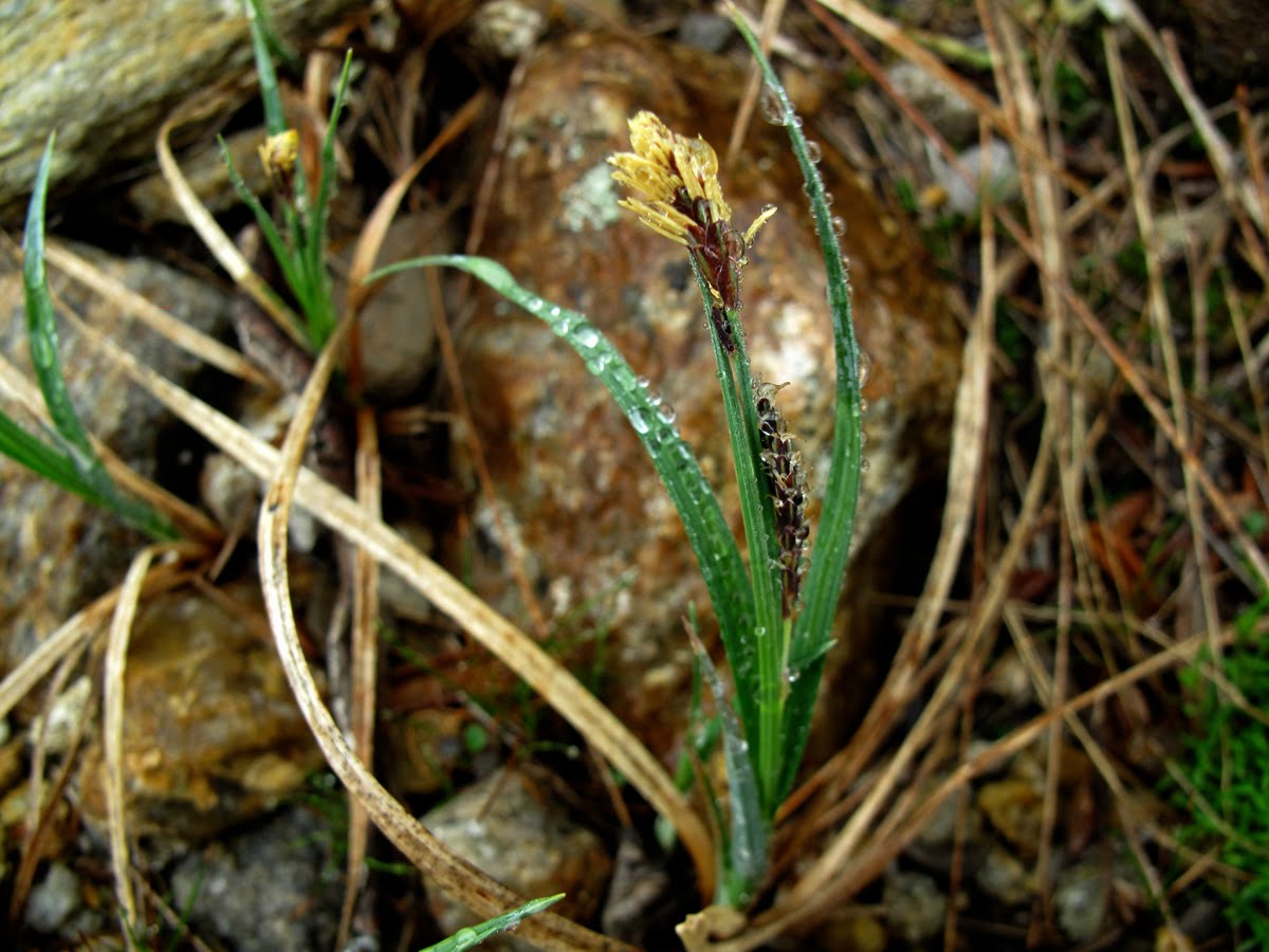 White Mountain Sojourn 61110 Lakes of the Clouds, Alpine Flowers