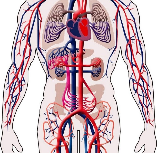 El maravilloso cuerpo humano Sistema circulatorio El maravilloso cuerpo humano Sistema circulatorio