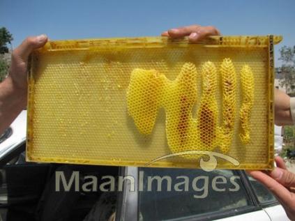 [allah+honeycomb.jpg]