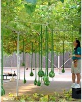 [hydroponics.jpg]