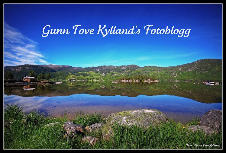 Gunn Tove Kylland's FotoBlogg