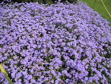 Purple flowers for Jamie