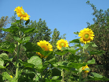 Sunflowers for Edma
