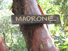Madrone tree - red bark a peeling