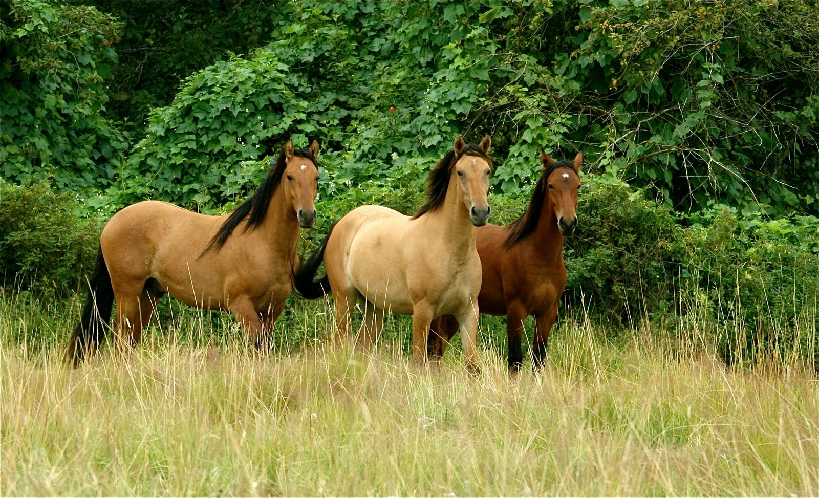 Mustangs Sale Our Kiger Mustangs