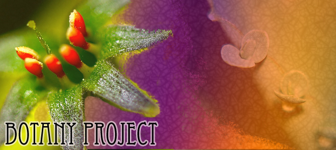 Botany Project