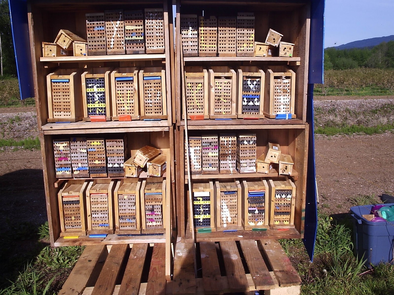 Releasing and storing large numbers of cocoons