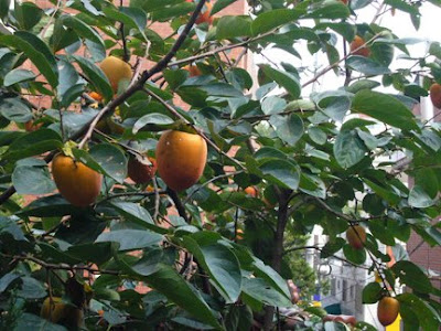 Persimmons on the tree, from http://www.maryeats.com