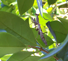 Mantis, Lowly Typist