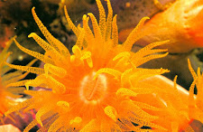 ORANGE SOFT CORAL