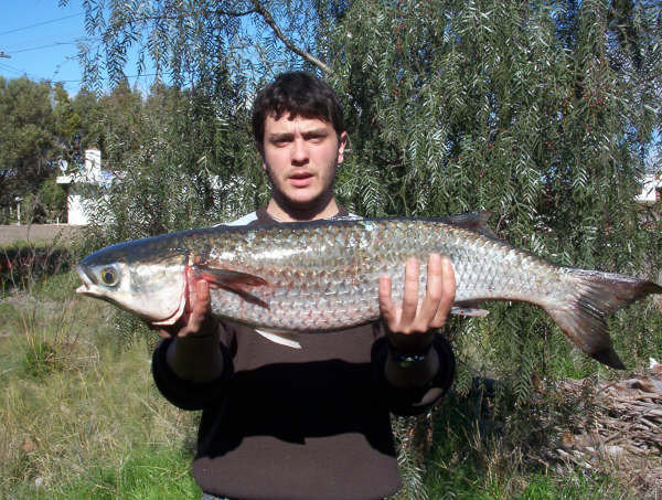 Ilusi  n Pescar  Pesca Lisas gigantes San Blas