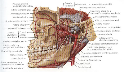 ODONTOLOGIA/ESTOMATOLOGIA: irrigacion de la cara