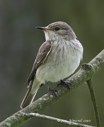 flycatcher spotted longmynd