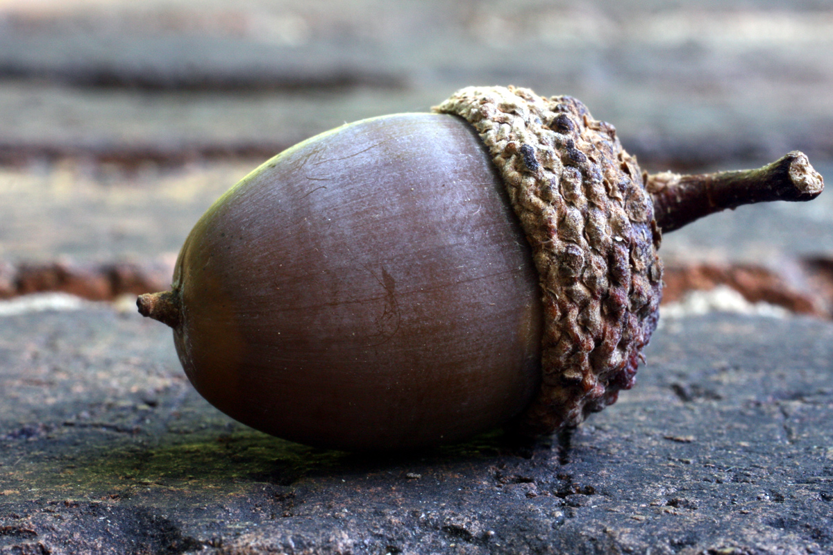 The Adventures of Bushwhack Jack The Acorn