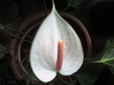 Anthurium