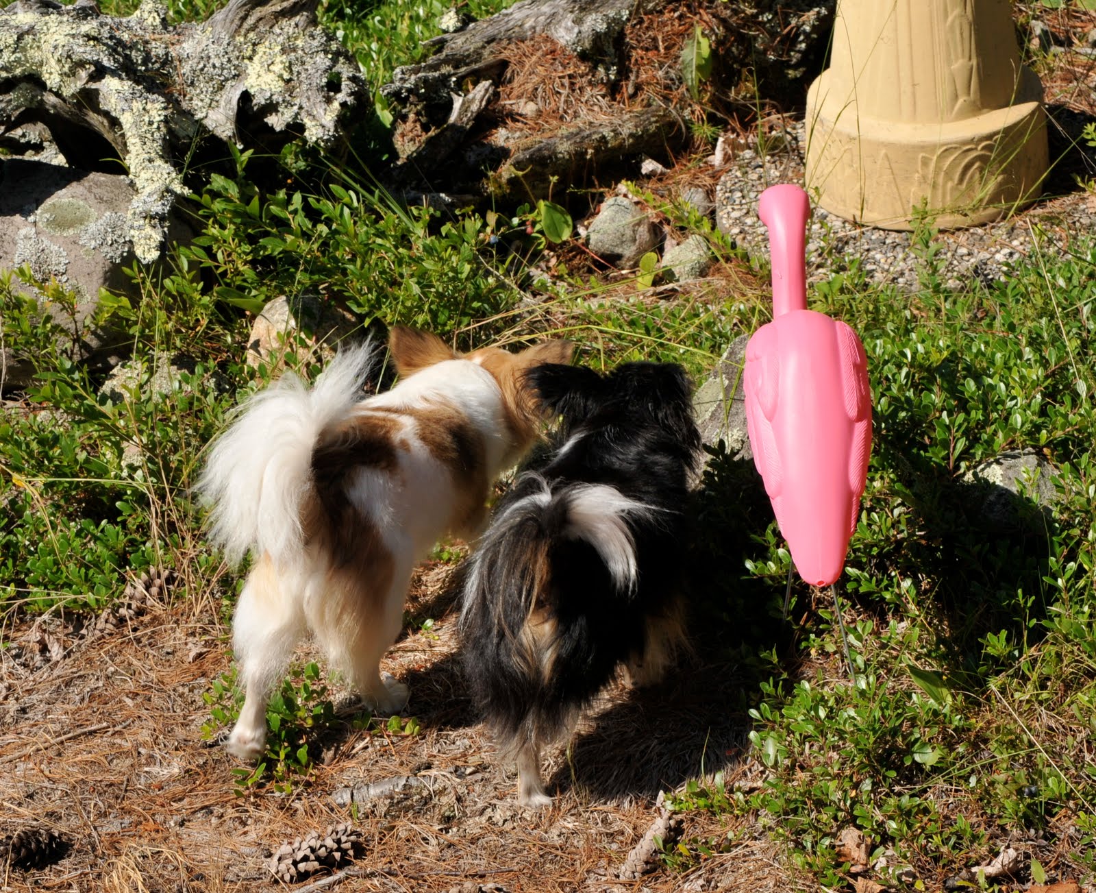 of CA and MN dog, dog, flamingo