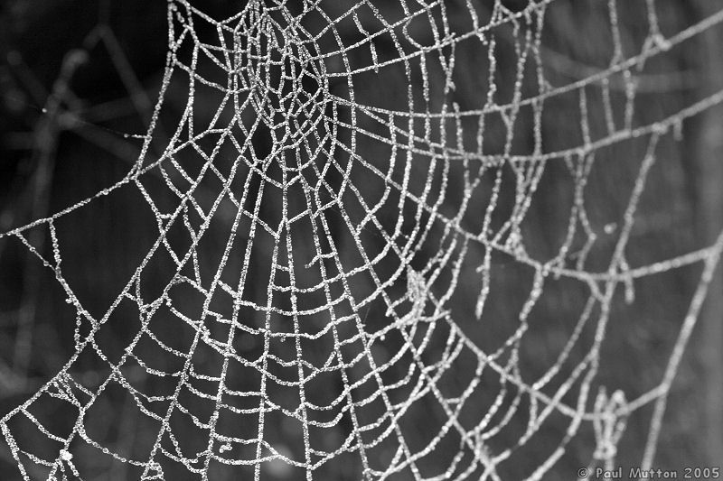 [Frosty_Spider_Web_IMG_1130.jpg]