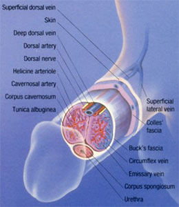 [20100303140713-anatomia-del-pene.jpg]