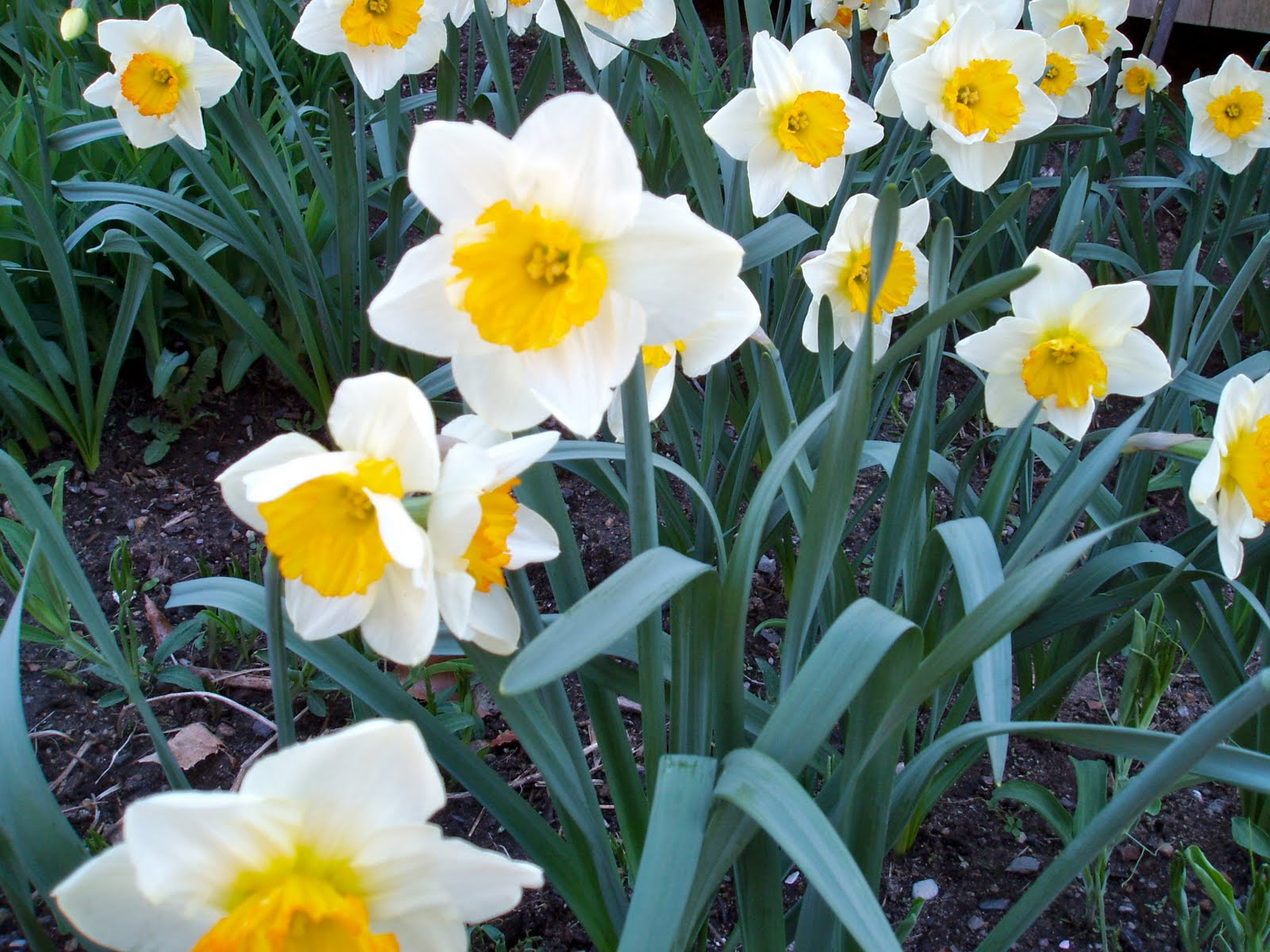 A Year In The Garden Daffodil Daze