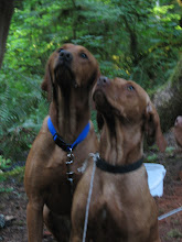 Adult Siblings of Red Pups