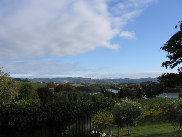 Matakana Vinyard View (The Saltings)