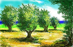 Olive  trees