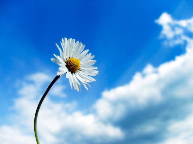 [sky-flower.jpg]