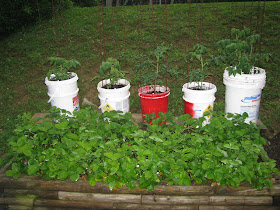 Three Sisters Veggie Garden: Choosing the right tomatoes for your