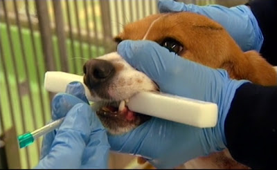 beaglejanssen1-een(beter).jpg