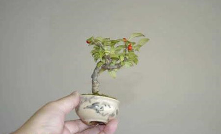 [bonsai5.jpg]