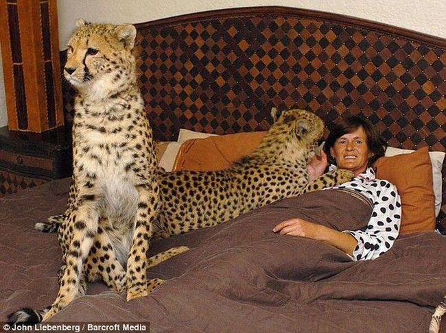 Woman in South Africa shares home with Big Cats!