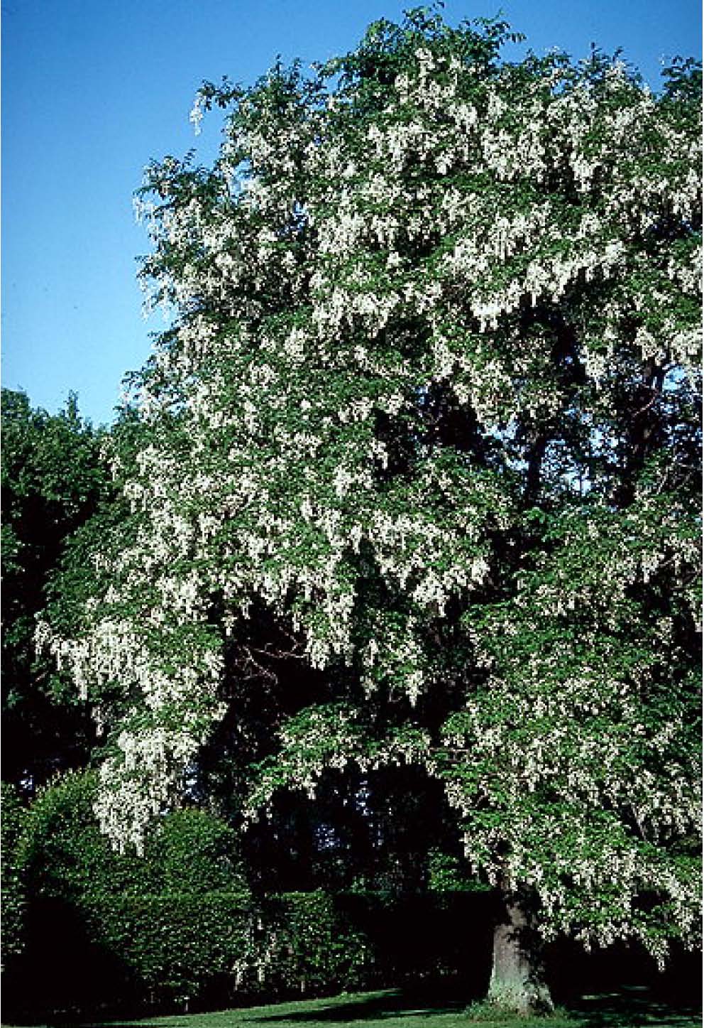 Beechwood Landscape Architecture and Construction 