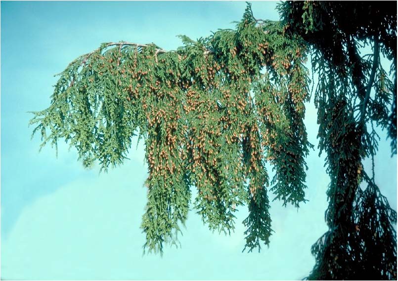 Beechwood Landscape Architecture and Construction Alaska Cedar, Evergreen Tree of The Day