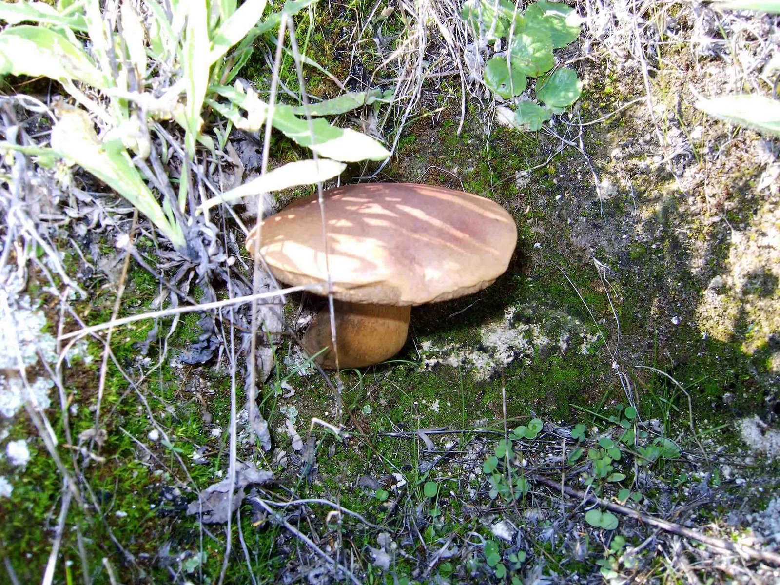 [CAPTURADO_2004_11_13_00000.jpg]