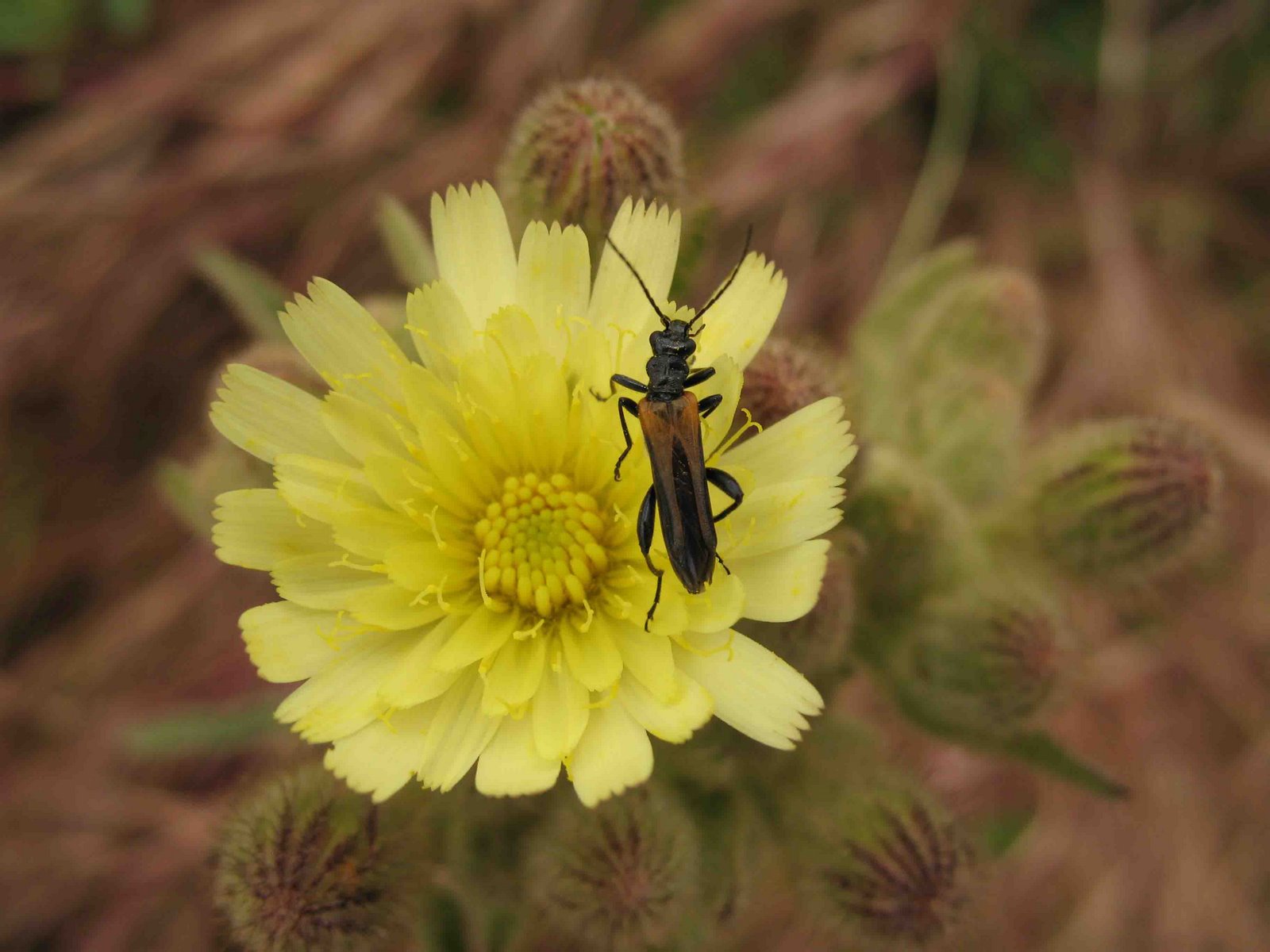 [12-05-2009insecto.jpg]