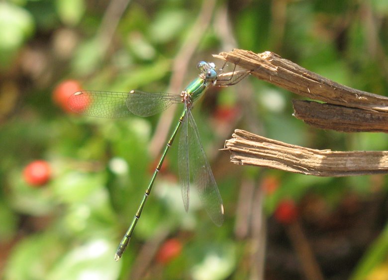 [06-08-2009_028.jpg]