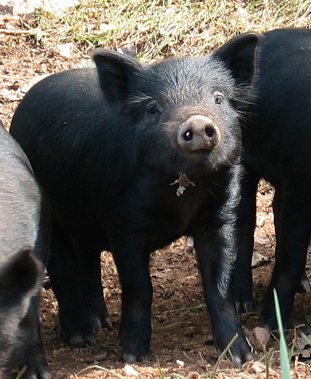losing-our-shirts-keeping-the-farm-guinea-hog-piglets-1-month-old